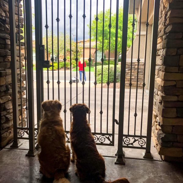 Millie and Mozy Watching "Mom" Leave