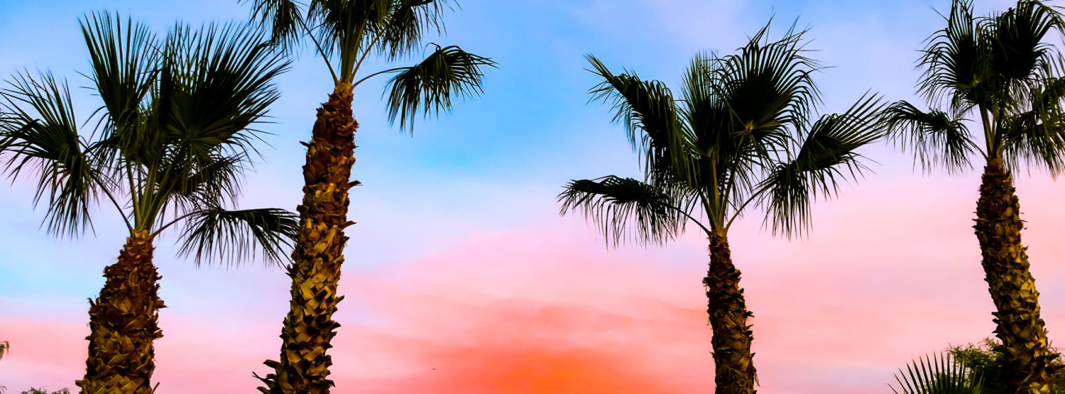 Palm trees with a pink and blue sunset background
